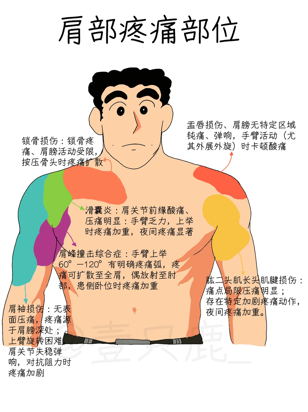 医学生笔记📝｜肩周疼痛部位