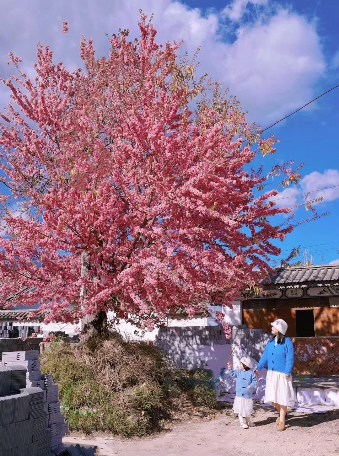 大理冬樱2025最新预告，拍摄地大合集🌸