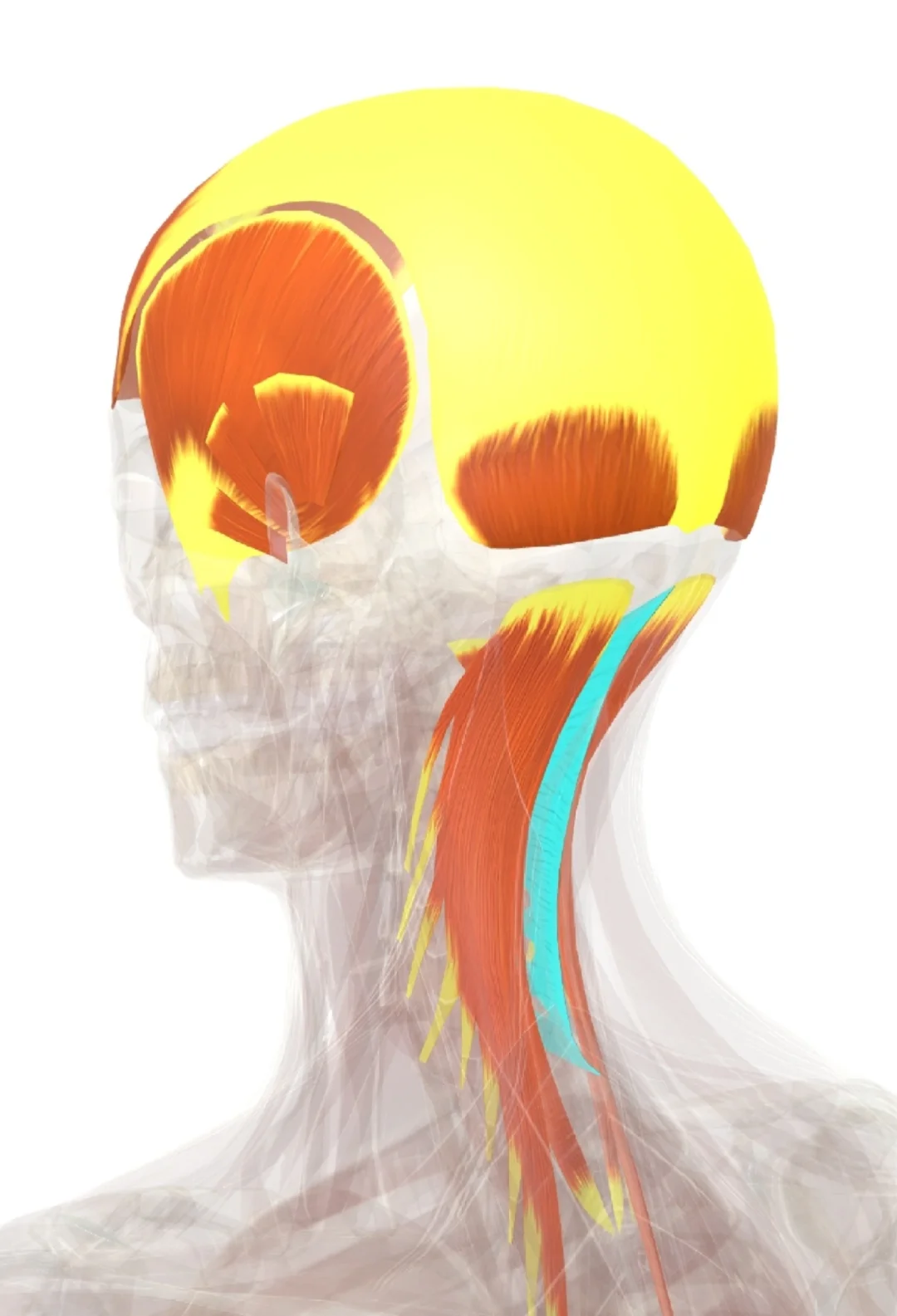 讲头颈部筋膜和头晕头痛的关系