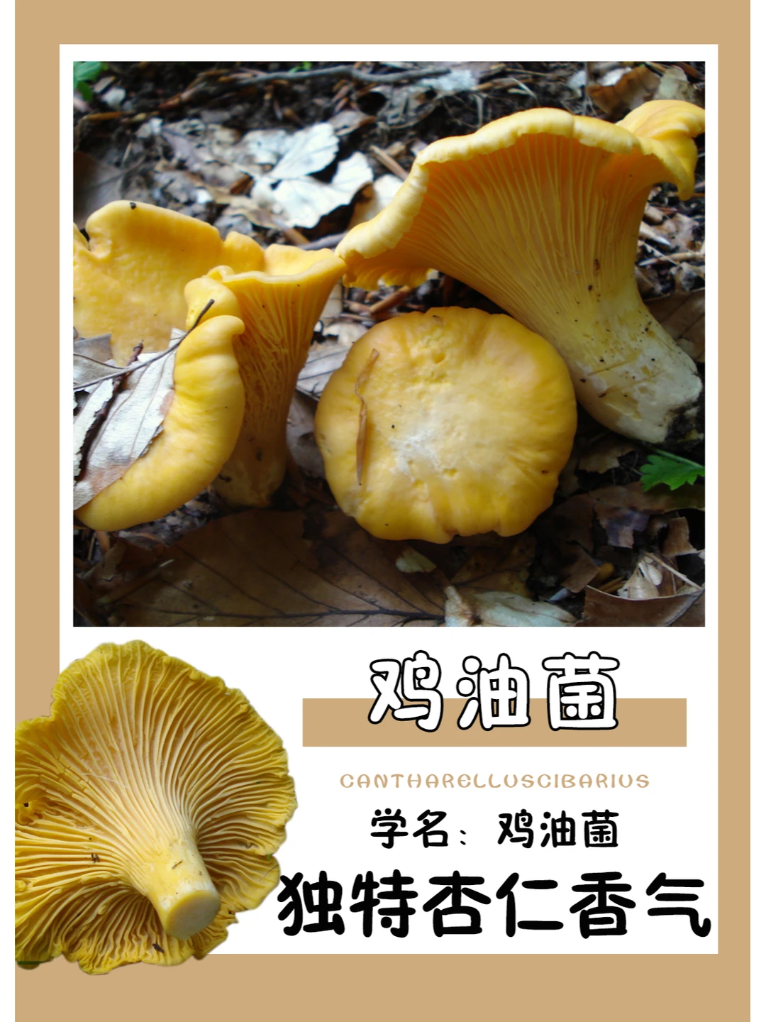 鸡油菌炖鸡，口感真的一流