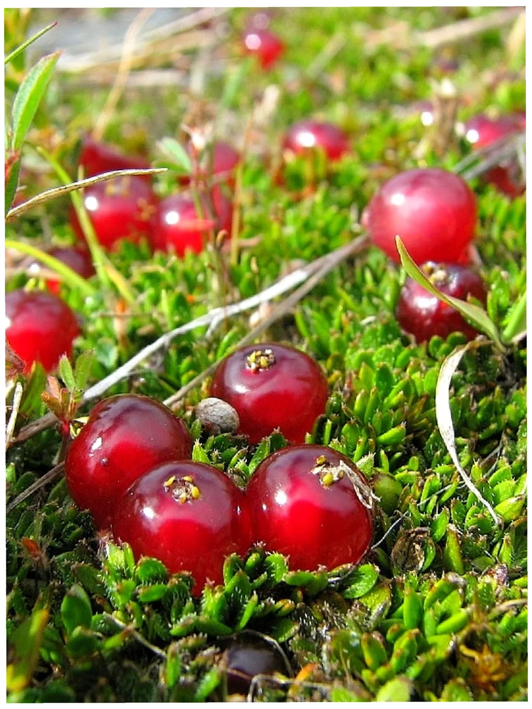 稀有浆果～红宝石Coprosma atropurpurea