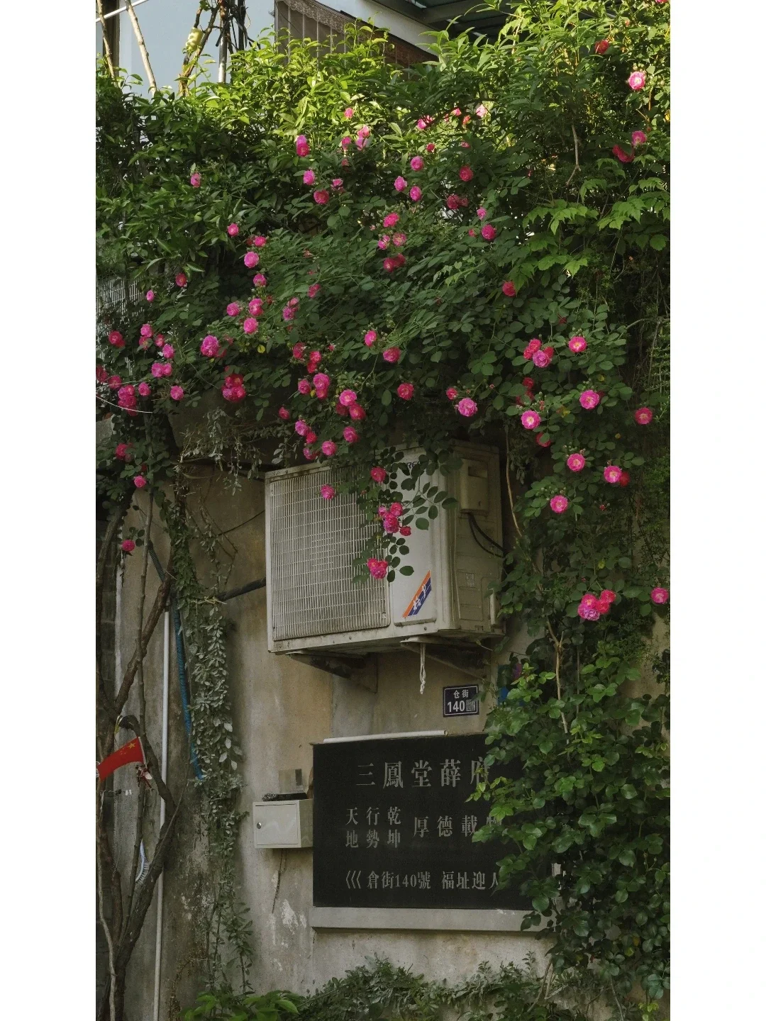 苏州小众赏花 | 这里的蔷薇花 热烈又浪漫✨