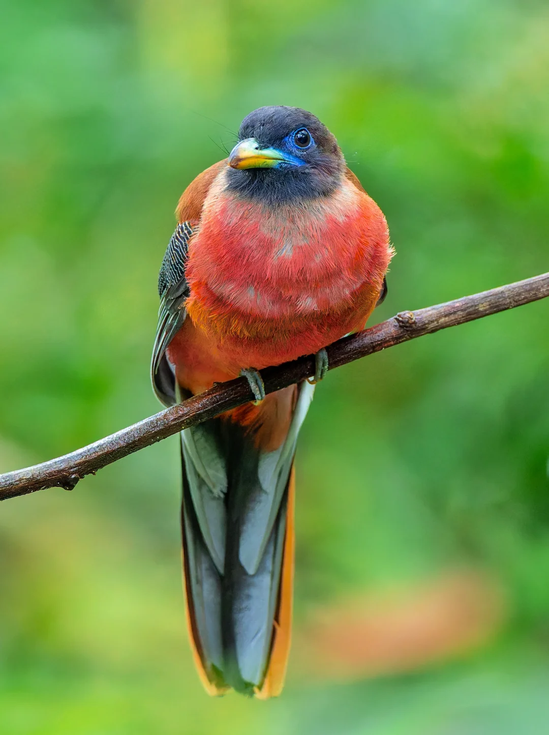 粉胸咬鹃的粉色梦幻