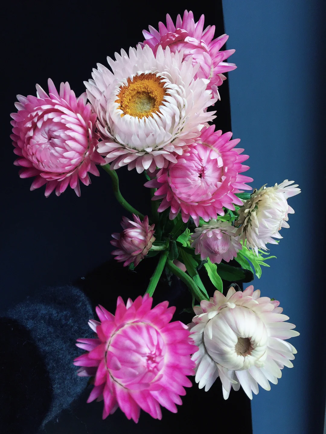 带你每天认识一种鲜花9｜麦秆菊