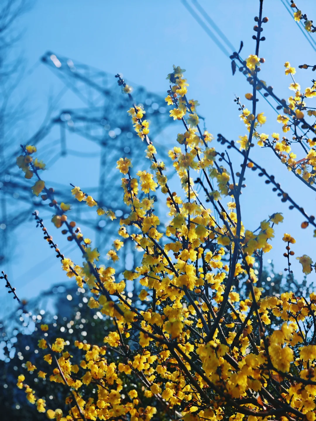 上海赏梅顶流竟是这座高压线下不起眼的公园