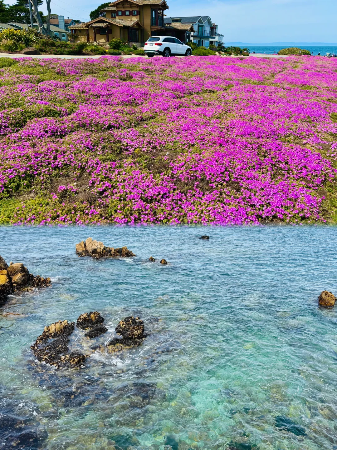 湾区粉色花海进入最后花期！搭配果冻海绝美