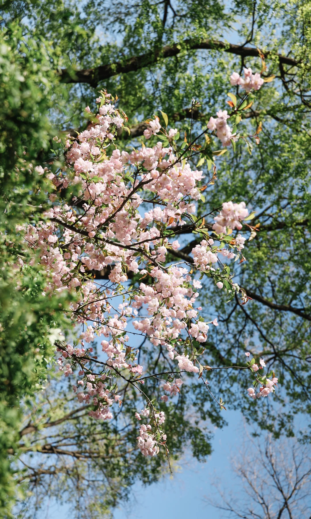 春光 你别太美了