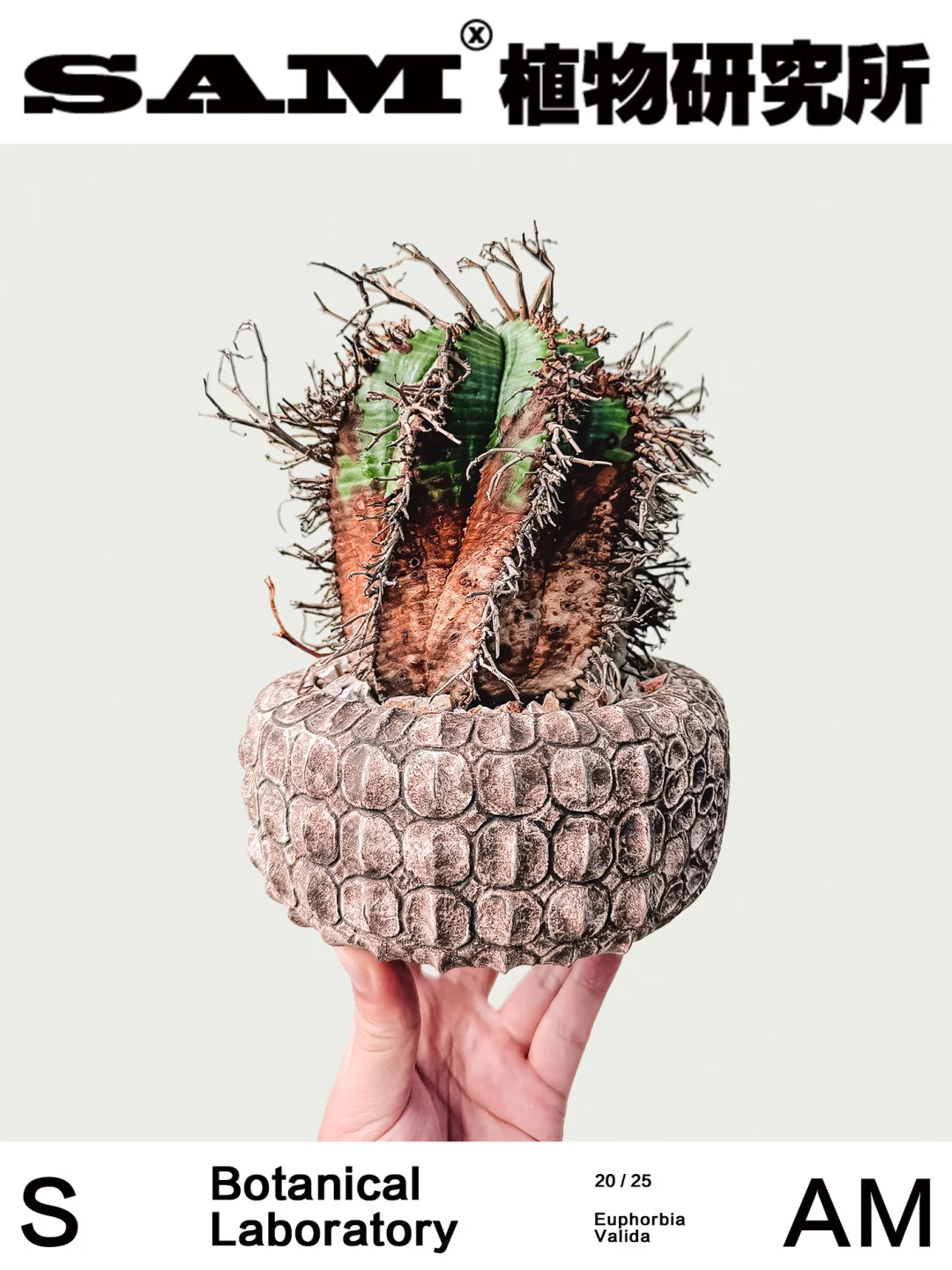 法丽达大戟｜Euphorbia Valida