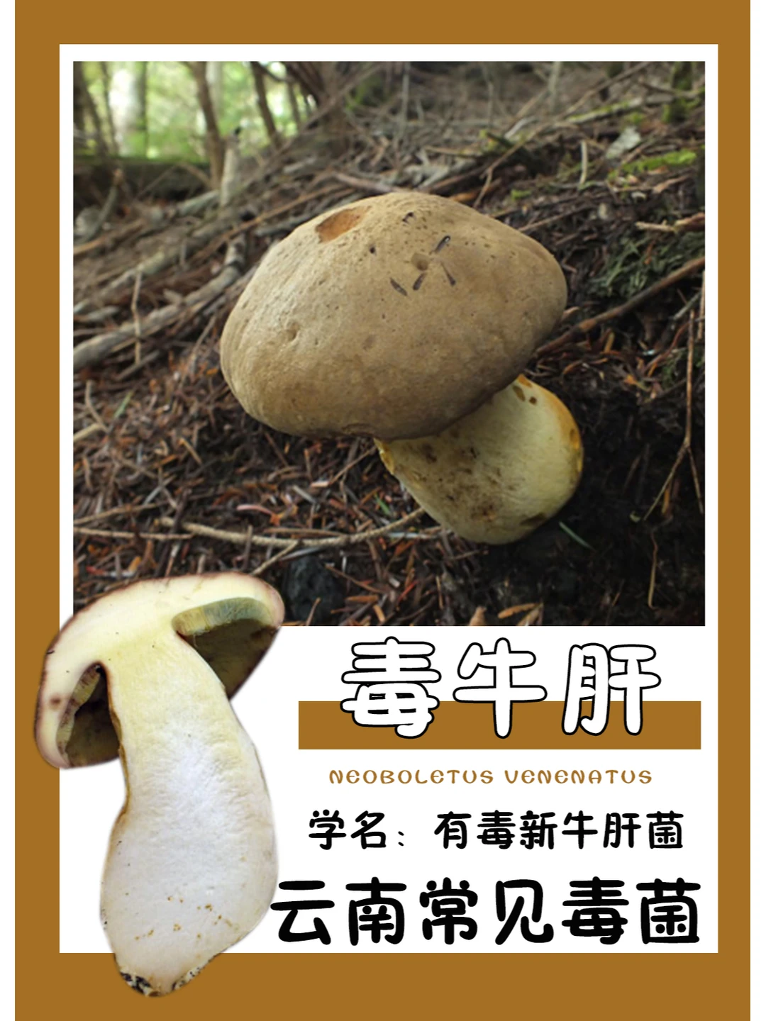 云南常见毒菌 | 毒牛肝菌，严重肠胃中毒