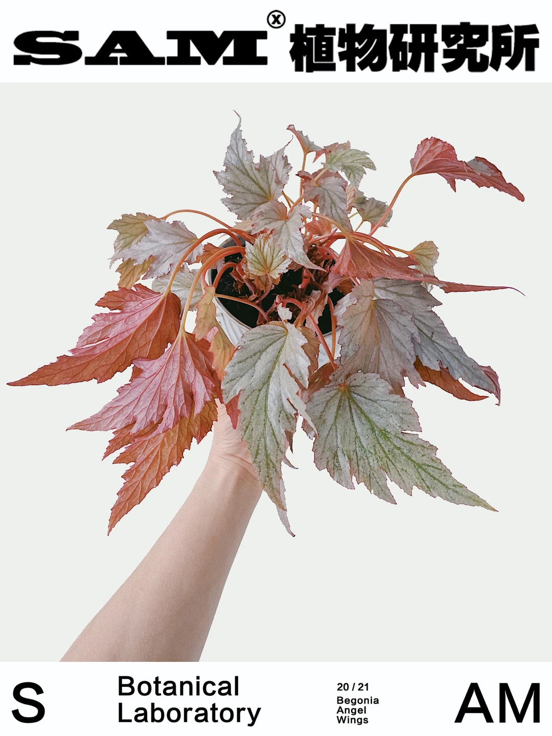 天使之羽秋海棠｜Begonia Angel Wings