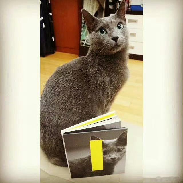 #金希澈的爱猫希范去世#
晚安韩J希范。喜欢了亲哥18年，也喜欢你18年。从认识你开始喜欢俄蓝，是我一直心心念念最想养的牌子猫第一名。一直觉得你是猫中最漂亮最高冷最可爱的。是粉丝送希澈最好的礼物。是大火中也不曾走散的朋友。是我们专辑封面的小猫。是我以前经常发朋友圈会配图的小猫。是我第一个 ​