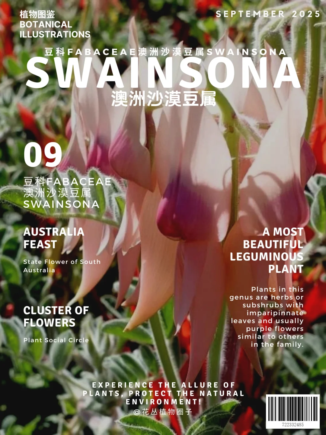 澳洲沙漠豆属 Swainsonia