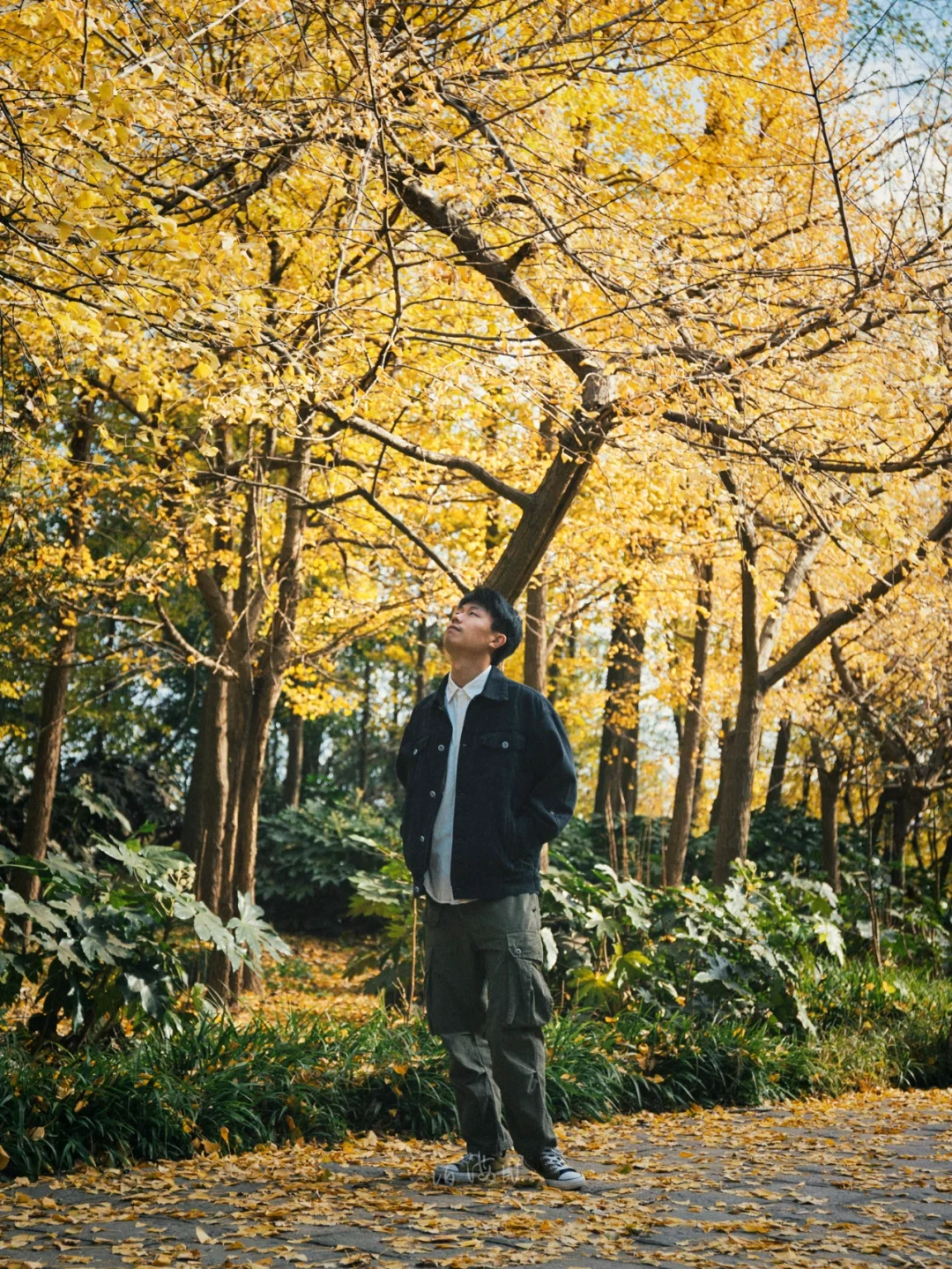 魔都私藏银杏王国🍂别辜负上海最美的季节