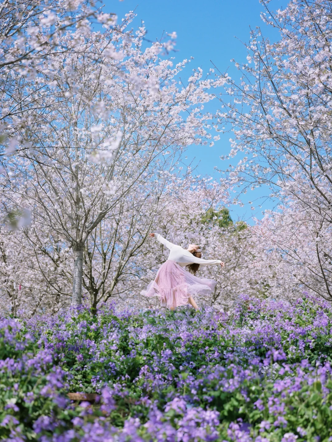 春日限定！这样拍白樱好有生命力~