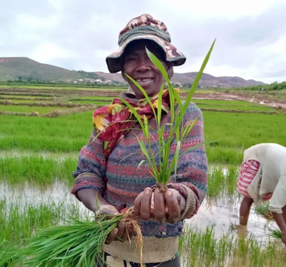 非洲官員: 中國雜交稻新品種產量令人驚嘆-圖4