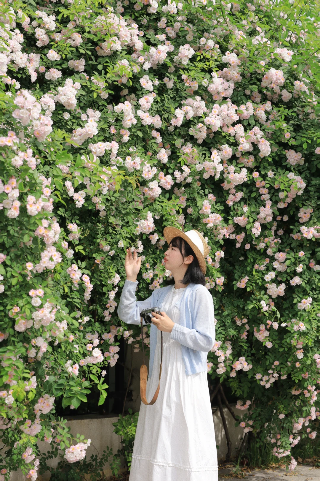 武汉蔷薇顶流地图❗️这12个赏花地即将封神！