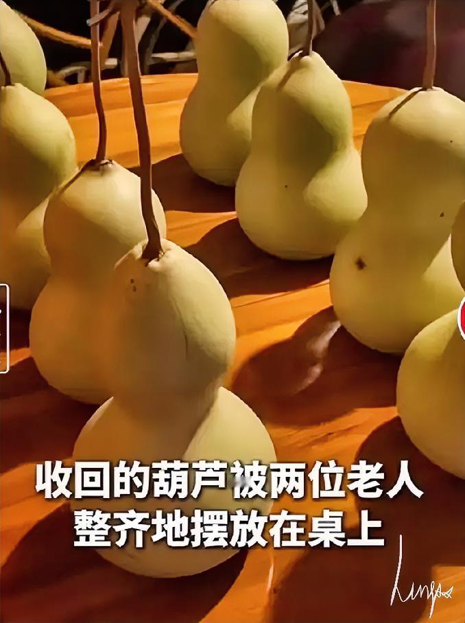 火爆网络的绍兴“七个葫芦娃”，被爷爷剪掉了
​9月5日晚上八点多，绍兴书圣故里探花桥边，75岁的陈金敖爷爷拿起长柄剪刀，一个个剪下了那七个挂满藤蔓的青葫芦。老伴沈华玲奶奶在下面撑着网兜接着。有网友拍下照片发到网上，说“爷爷收回了自己的孩子”。

75岁陈金敖爷爷，晚上7点多，在绍兴剪掉了7个青葫芦，