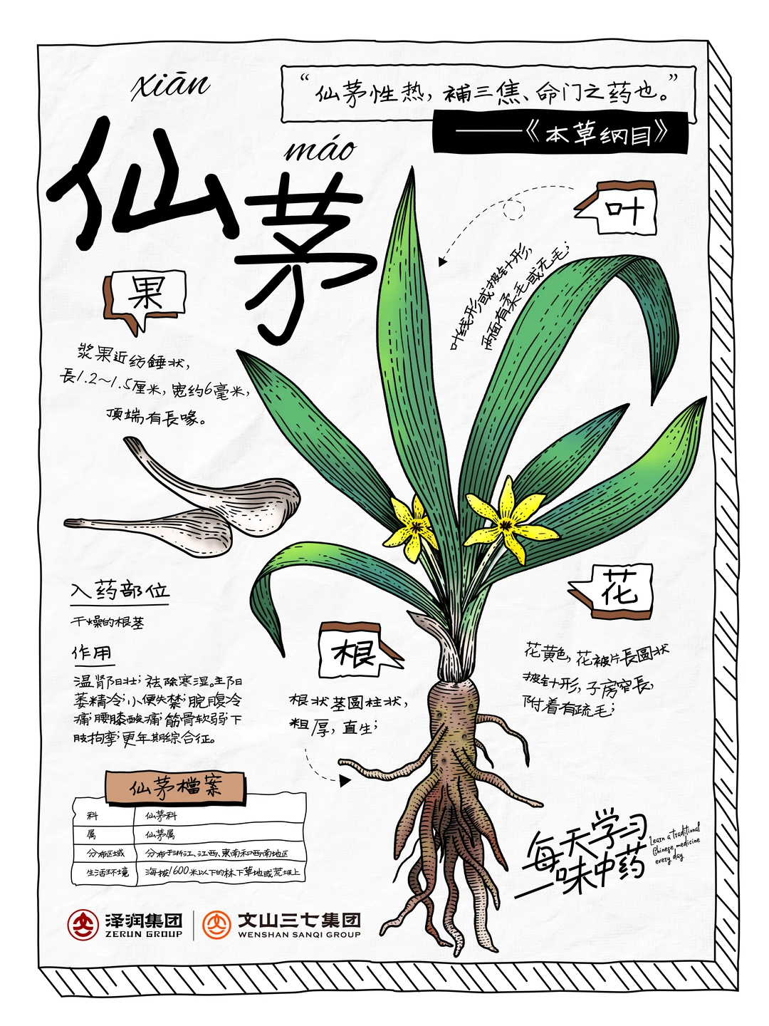 每天学习一味中药|仙茅