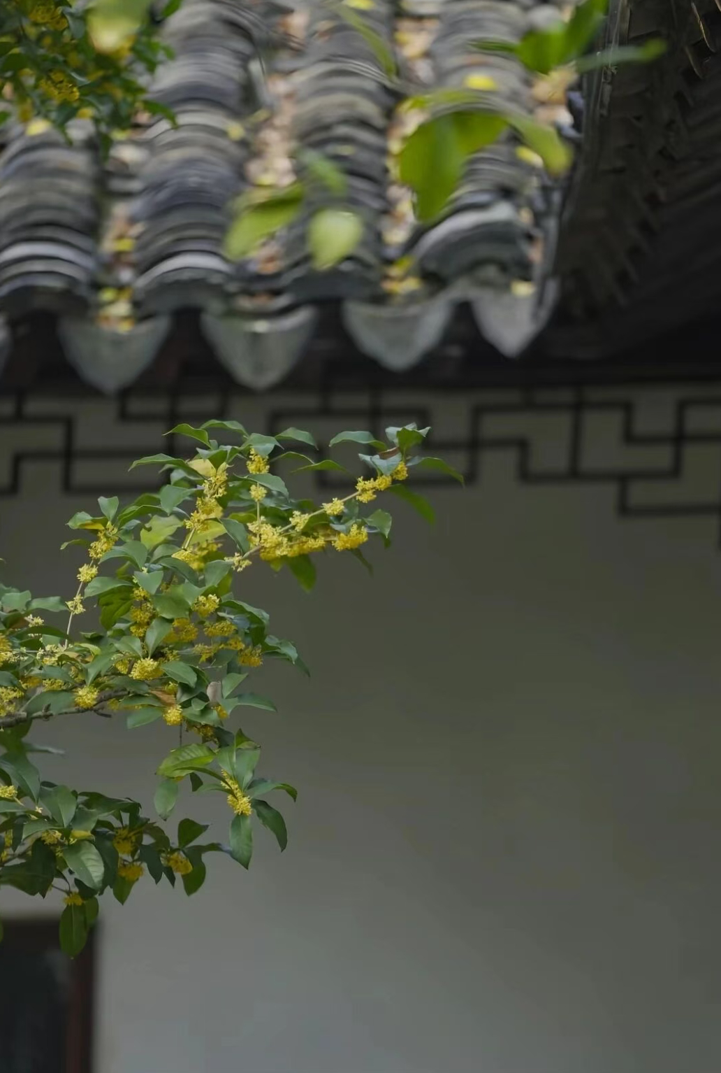 漫行草木间 桂花的味道，就是让人如此喜欢；遇见美好 喜欢树上新鲜桂花的味道，也喜欢瓶内珍藏的桂花气息；人间烟火 近期，随身携带着桂花的闻香瓶，时不时的挑出一点涂抹于手腕，细细的桂花香萦绕身旁，甚至开心；风起云散 桂花的清甜香气是天然的“嗅觉锚点”，很容易唤醒藏在记忆里的柔软片段；江南秋日巷子里的桂香、老院树下桂花的暖意、秋日团圆的松弛时刻，这些细碎的美好会随着香气一同浮现，带来治愈的氛围感；