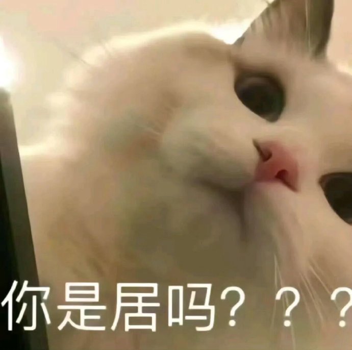小猫表情包