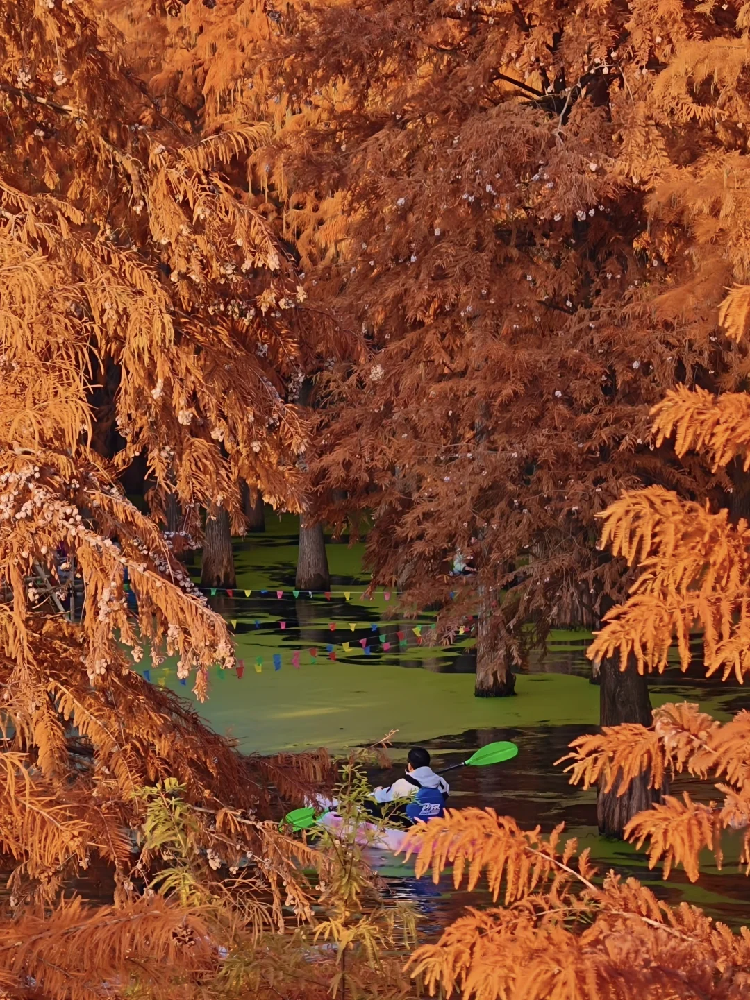 12.6 live实况！青山湖的秋天太治愈了！