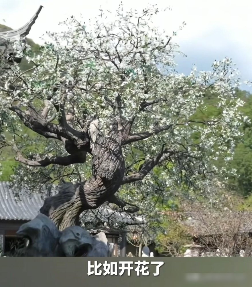 谭松韵这姑娘，闷声干了件狠事。
新剧《兰香如故》上央视，连着30天没从热度榜第一下来过。别人挤破头抢一个提名，她一个人拿了十个，横跨五个赛道。剧刚收官，转头又官宣了跟侯明昊的仙侠剧，12月接着上央视。
你看她平时不声不响，不炒CP不买热搜。就靠一张脸、一身戏，把苏州园林的景都带火了，多少人跑去打