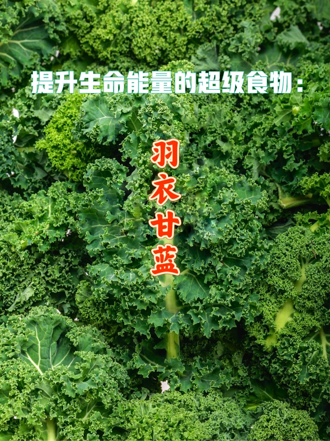 宇宙疗愈食物之：羽衣甘蓝🥬