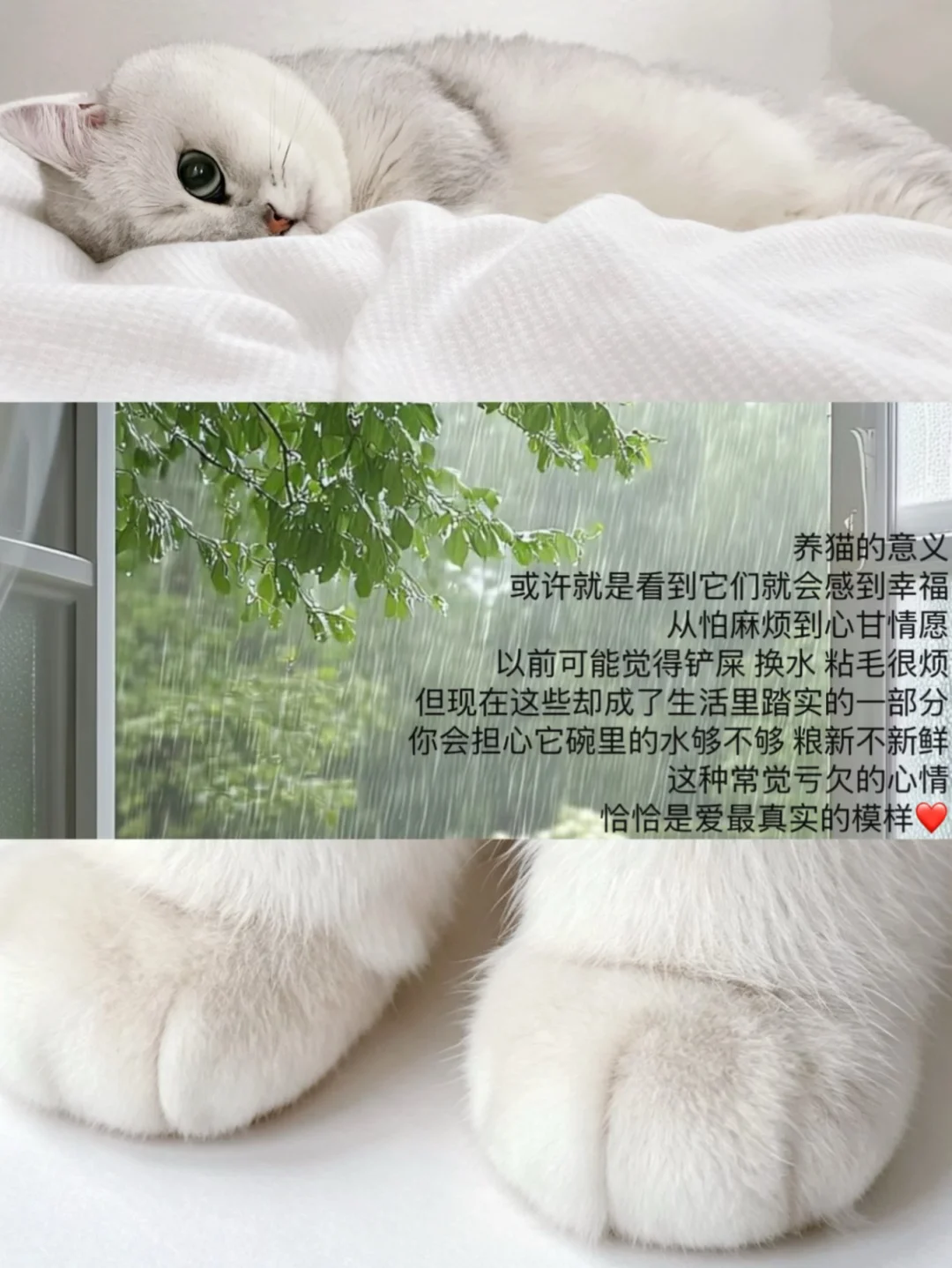 养猫的意义🐈常常藏在那些最不起眼的日常里