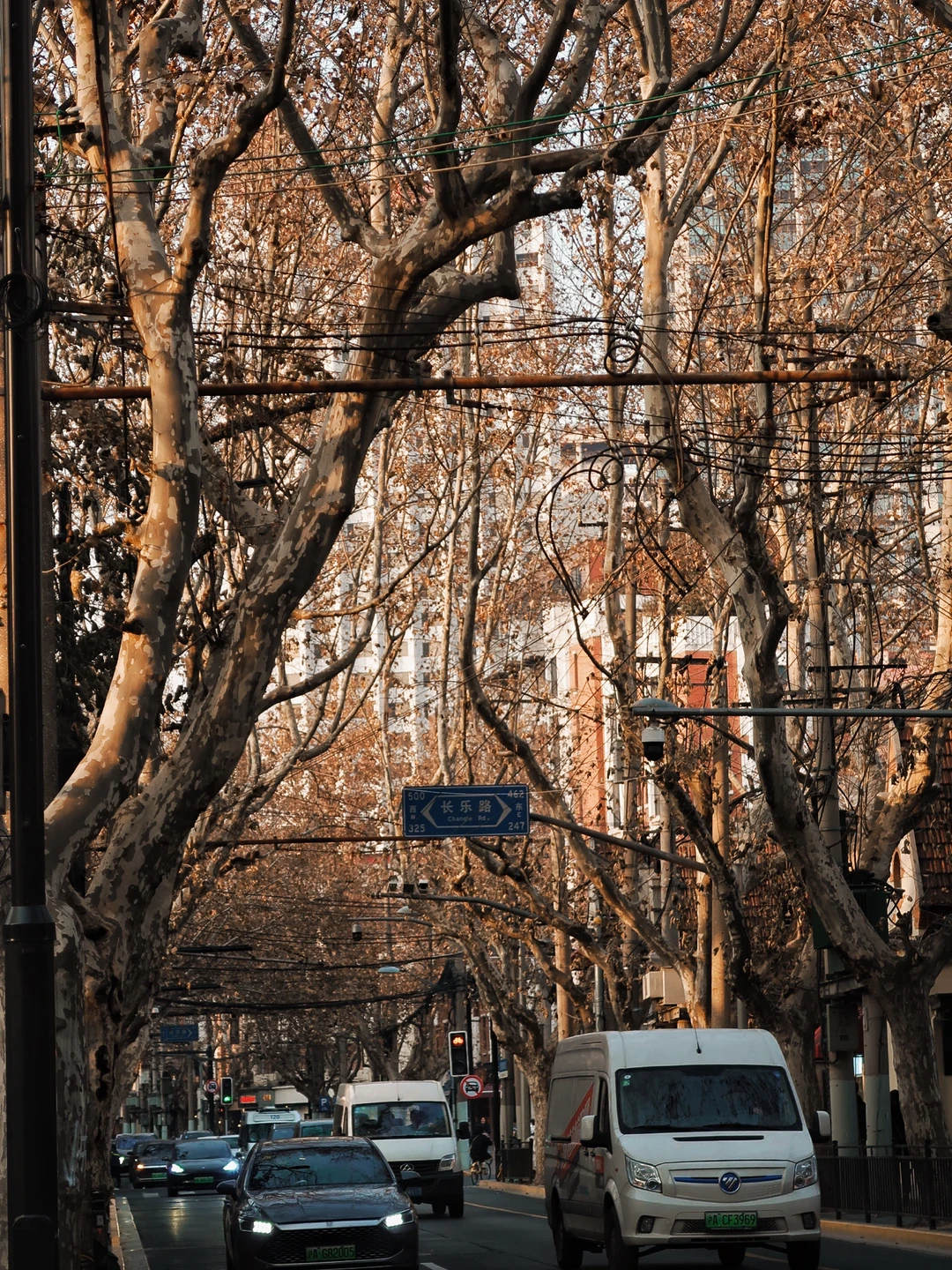 🍂🎄接下来一个月的shanghai，一整个期待