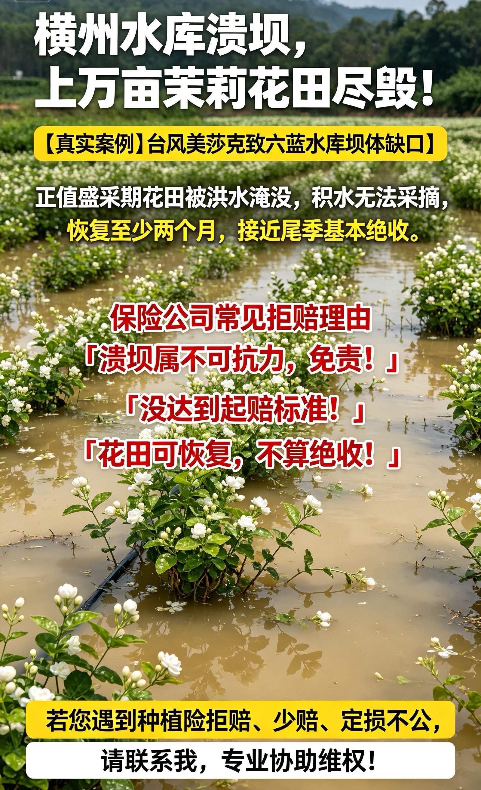 7月6日台风“美莎克”带来的持续性极端强降雨广西横州市六蓝水库坝体出现约50米缺口，洪水倾泻而下，横州市朝阳大垌区域至少有上万亩茉莉花田遭洪水淹没正值盛采期，花田积水，已无法采摘，茉莉花正值发芽关键期，洪水退去恢复采摘至少要两个月，那时已经接近茉莉花的尾季，如果您买的农业险有拒赔少赔的情况可以评论区