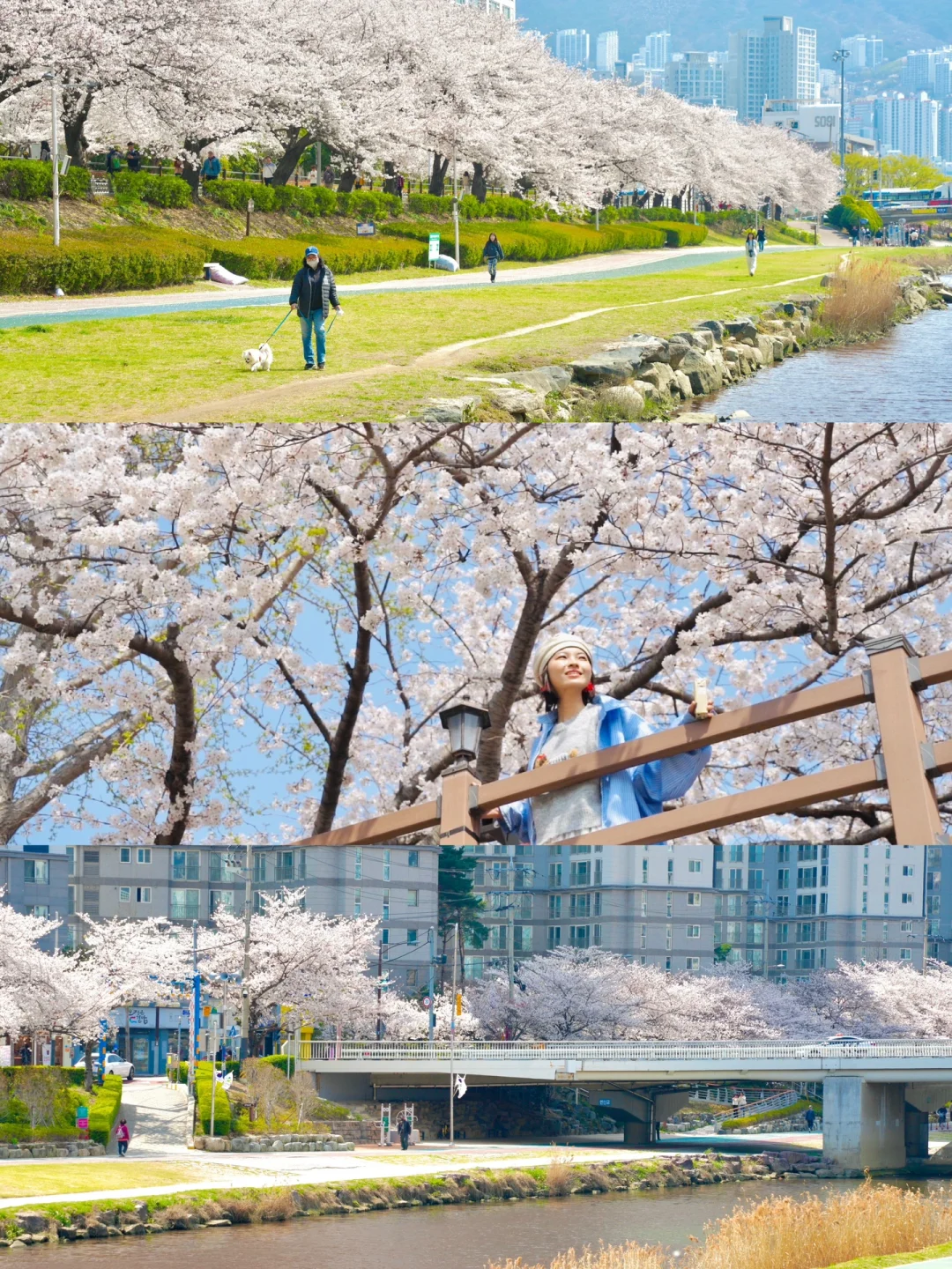 今年的釜山樱花杀疯了！90%人不知道的赏樱点