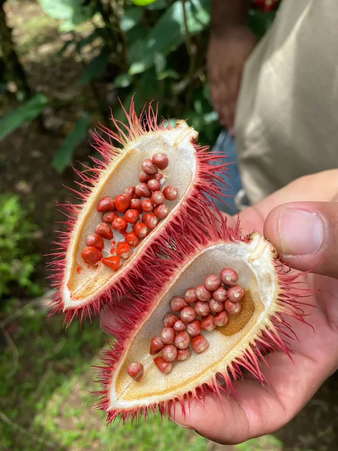 可以做口红的“胭脂树果”Bixa orellana