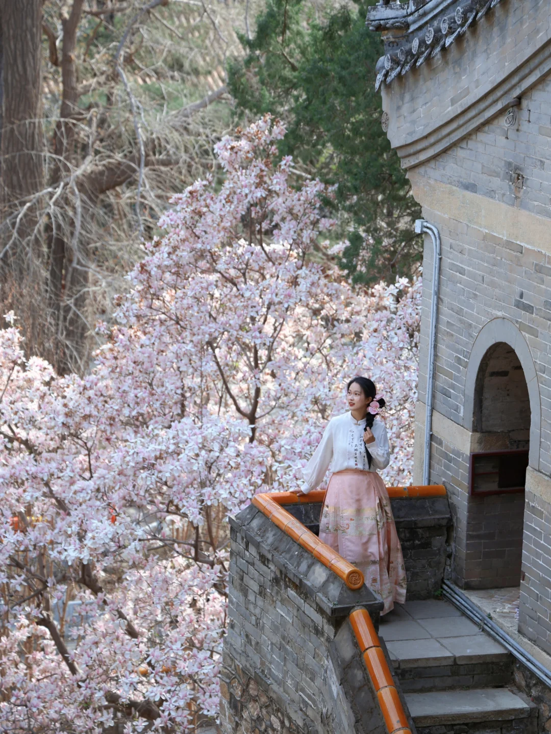 400岁明代二乔！玉兰顶流还得是潭柘寺