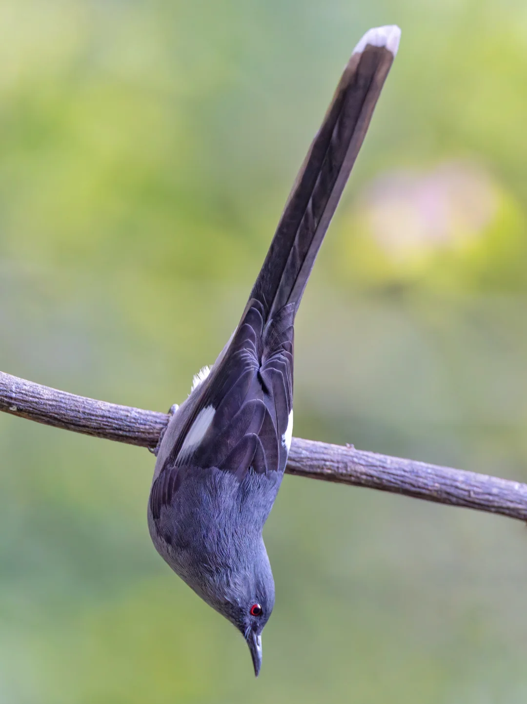真是一奇鸟：长尾奇鹛