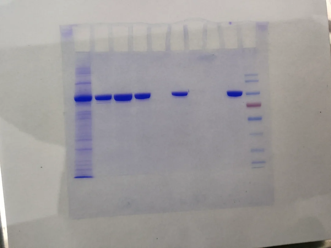 万能的，帮我推给做酶活的大佬
