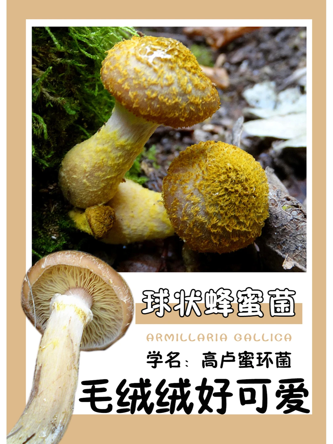 小蜜蜂，嗡嗡嗡~