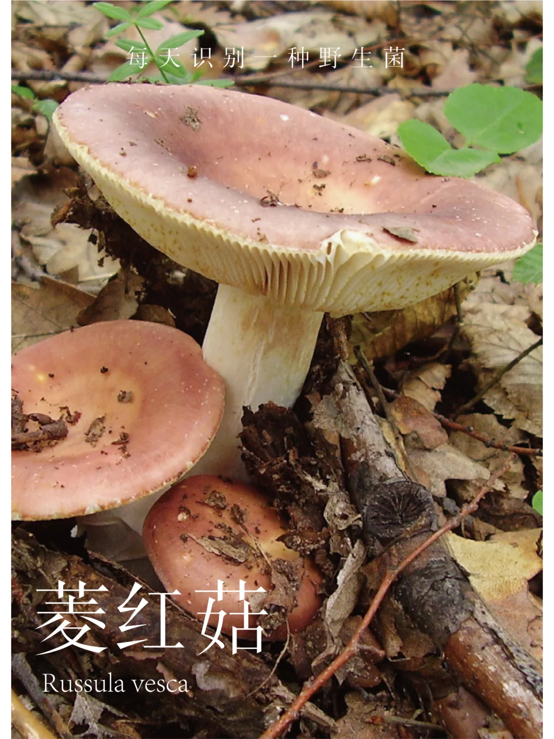 可以吃的红伞伞白杆杆 | 菱红菇