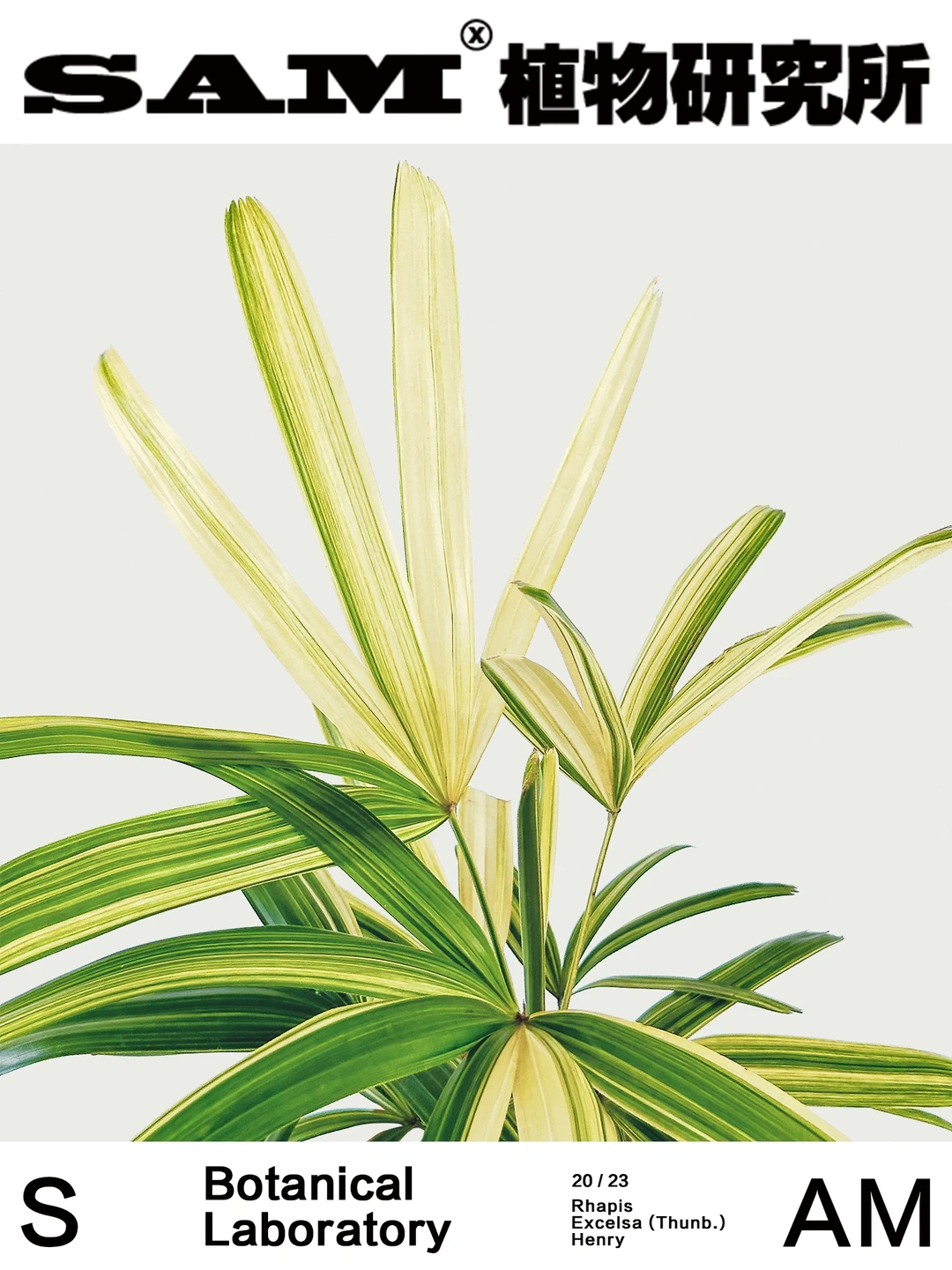 黄锦棕竹｜Rhapis Excelsa.