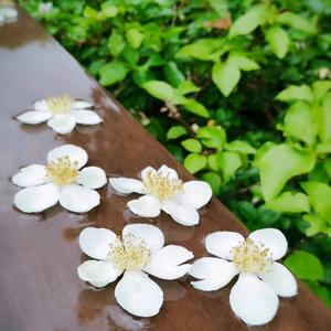 跳动的音符美丽的风景