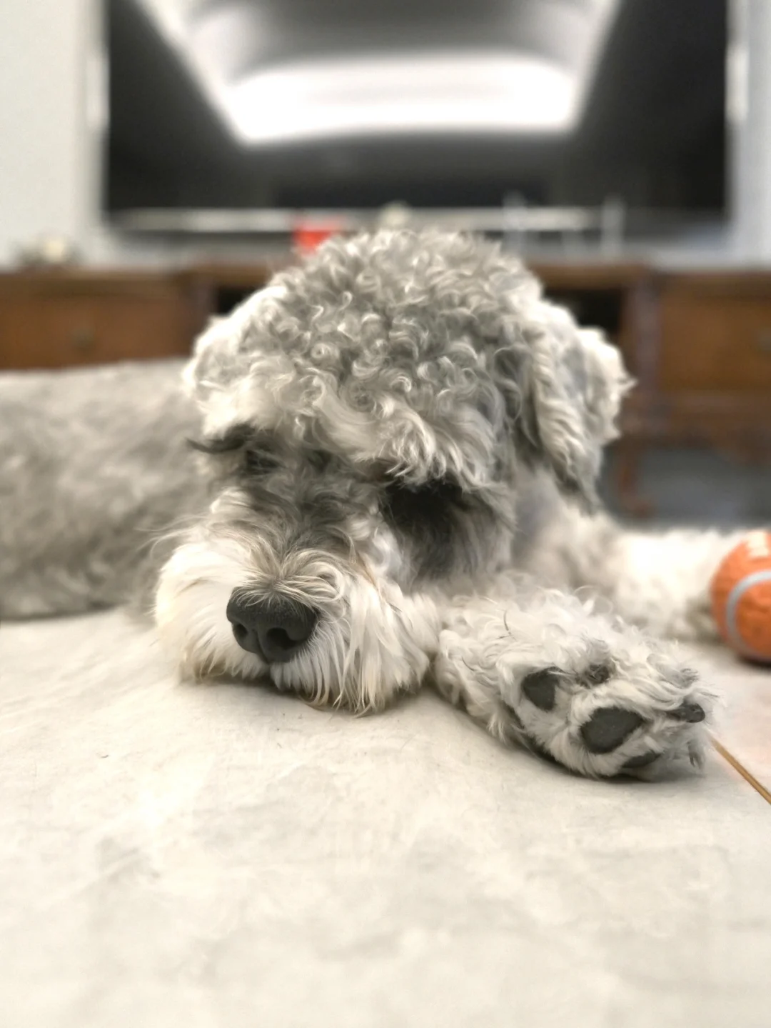 今天也是想出门玩的viki