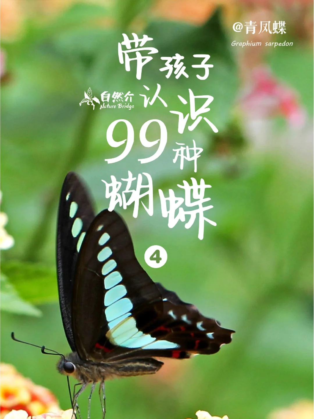 带孩子认识99种蝴蝶