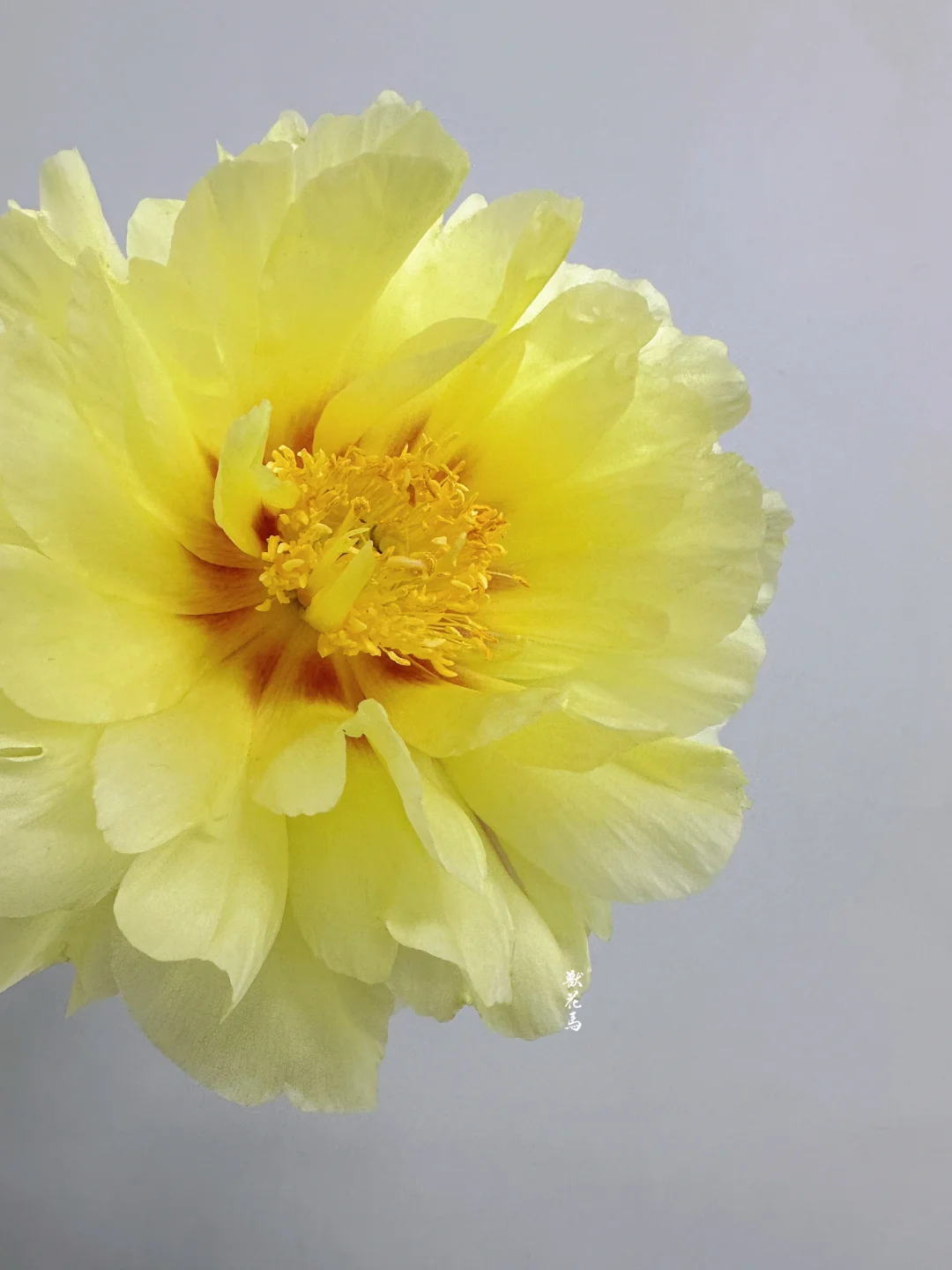 黄色芍药•芭茨拉
