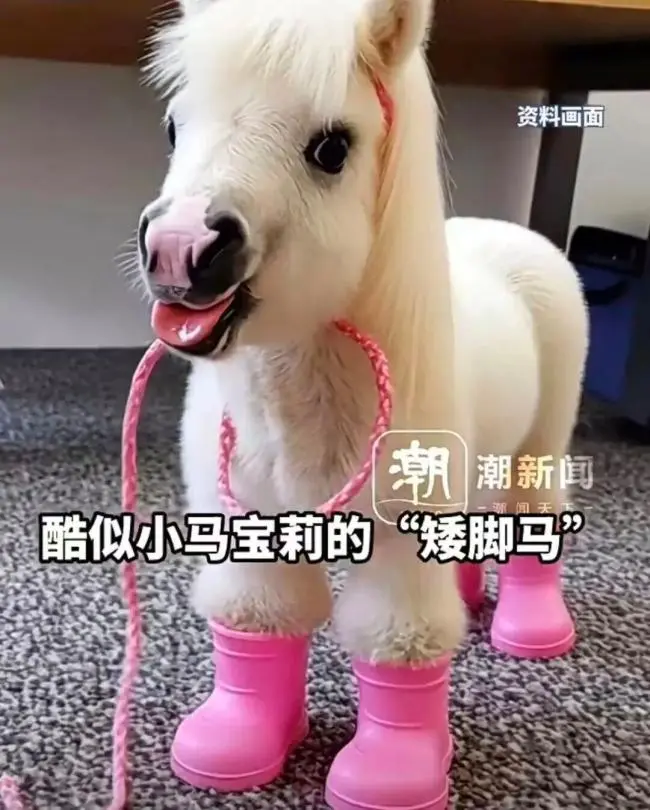 马年将至，宠物圈杀出一匹“黑马”：售价约