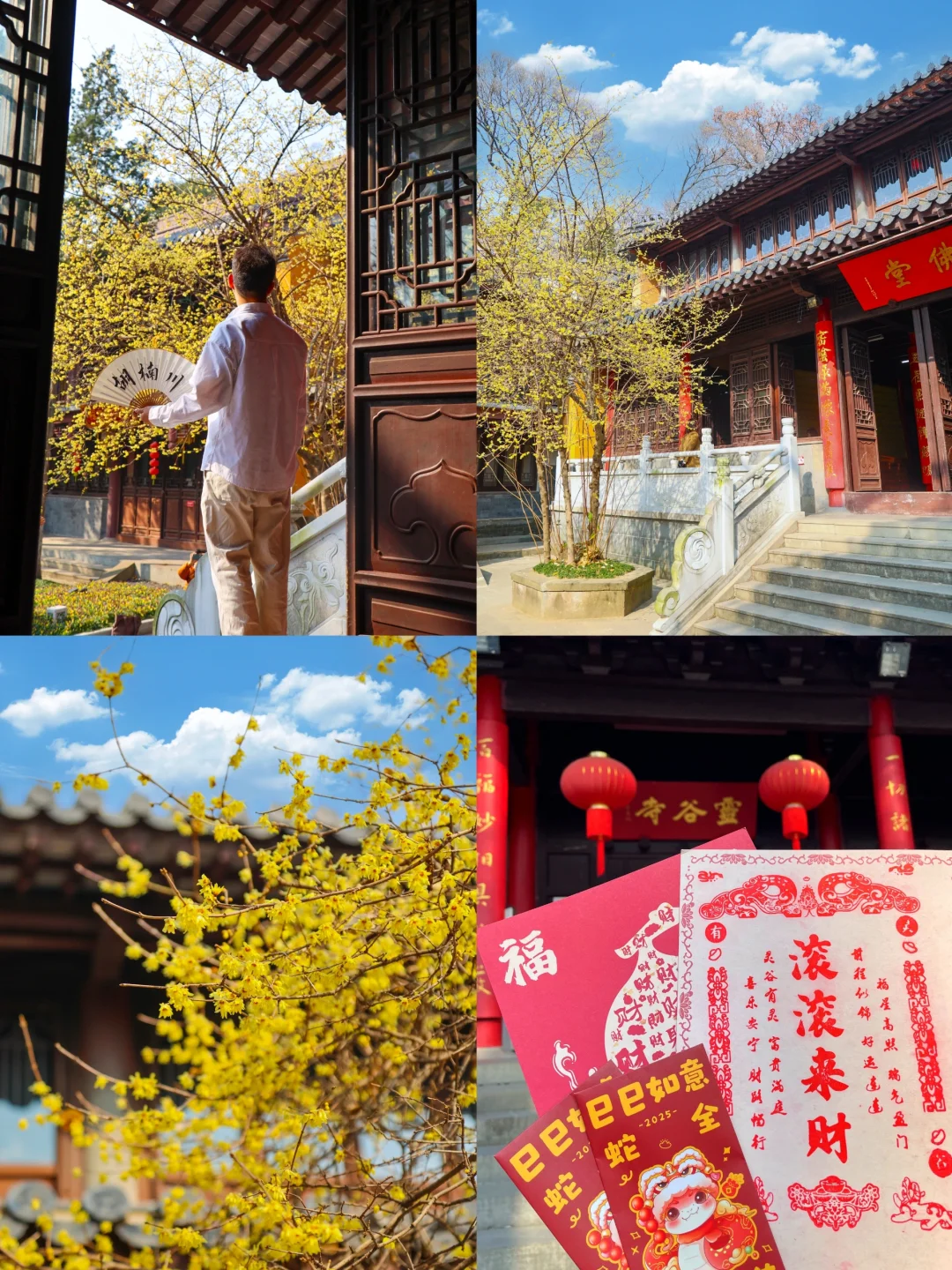 南京灵谷寺的腊梅开好了❗附不花钱攻略