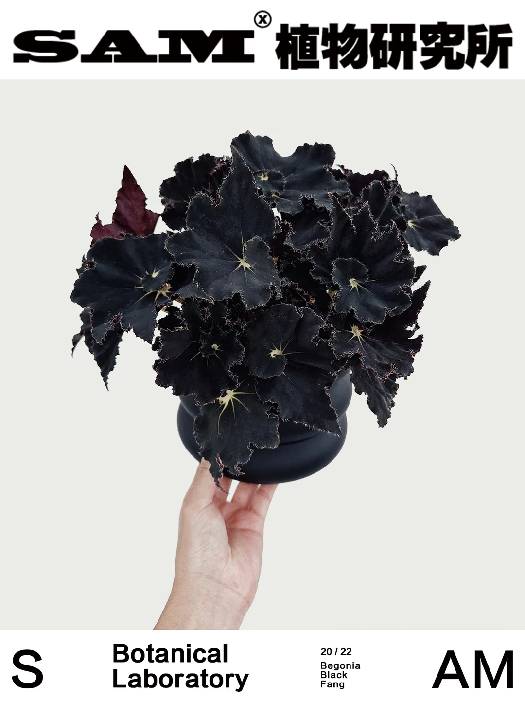 黑骑士秋海棠｜Begonia Black Fang