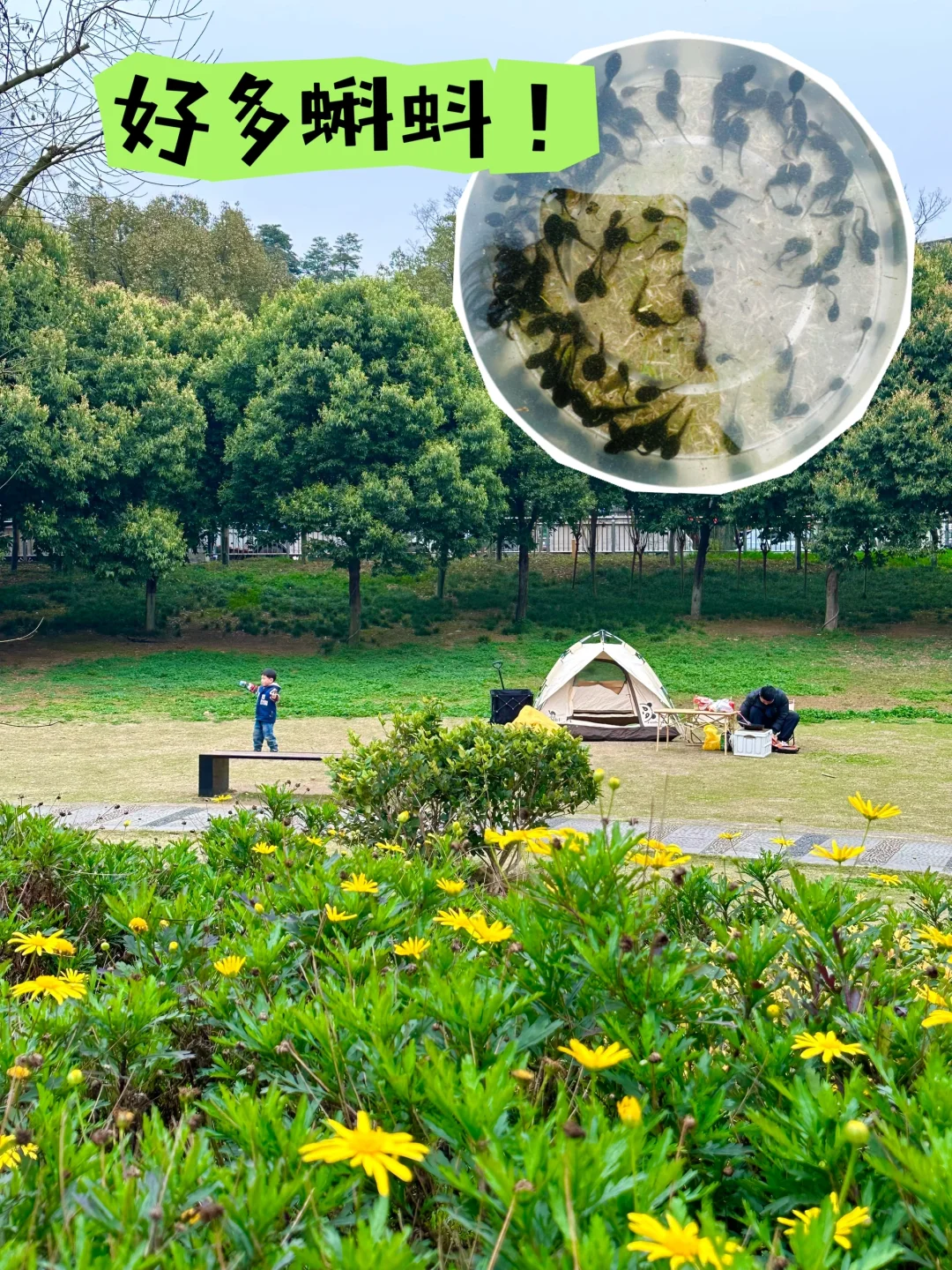 哇❗️重庆免费露营⛺️蝌蚪+露营草坪+儿童乐园