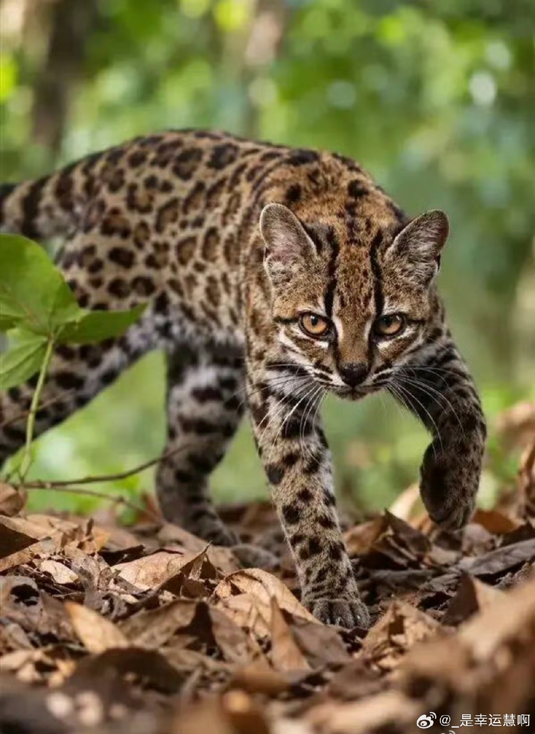 #猫科再添现存新物种# 

原来140万年前就有这只虎猫了啊！

虎猫比普通的家猫体型小，头型也较小，毛发花纹为豹纹，身体看起来精瘦，一脸聪明样的虎猫且一脸的英气。

这次的发现太重要了，让我们知道了猫科添新物种了。 ​
