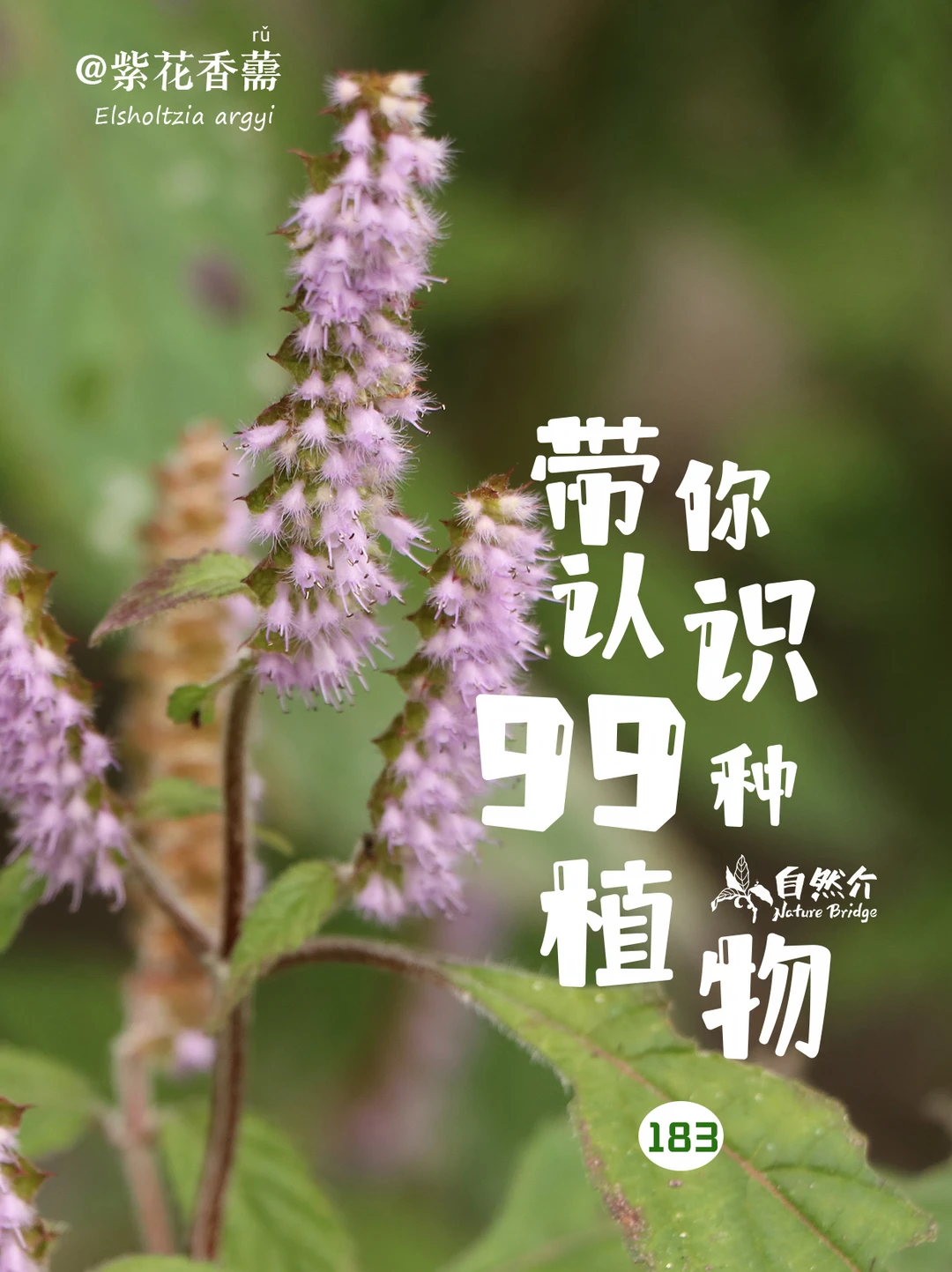 带你认识99种植物–柴花香薷