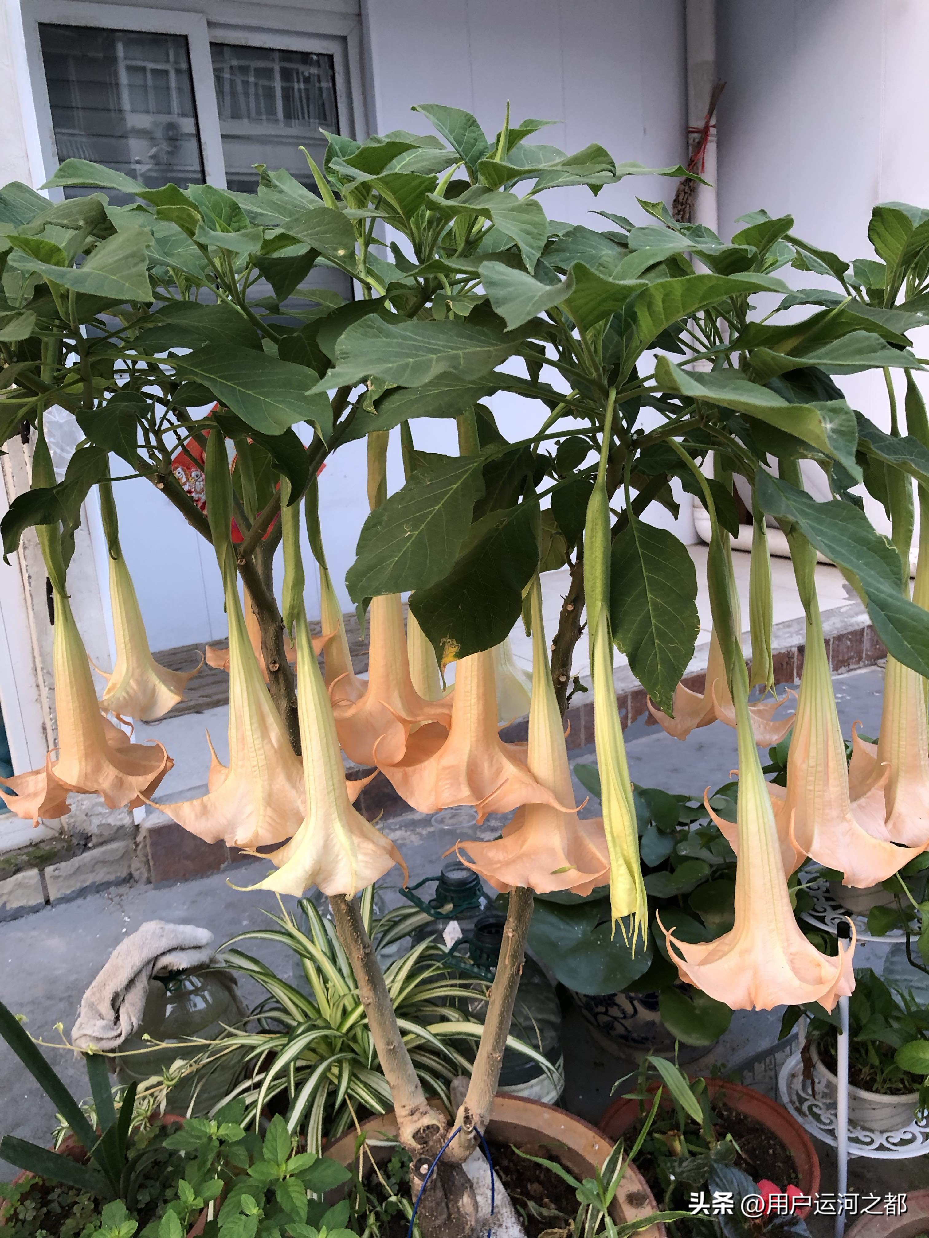 曼陀罗花开数朵欣赏