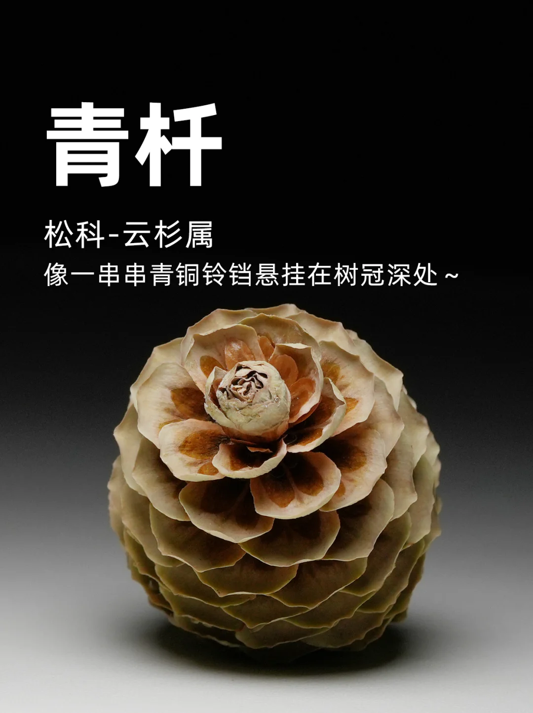 青扦的果，像一串串青铜铃铛悬挂在树冠深处